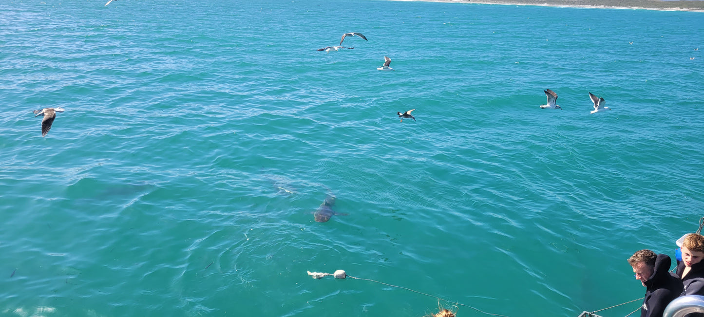Dive with Sharks at Gansbaai