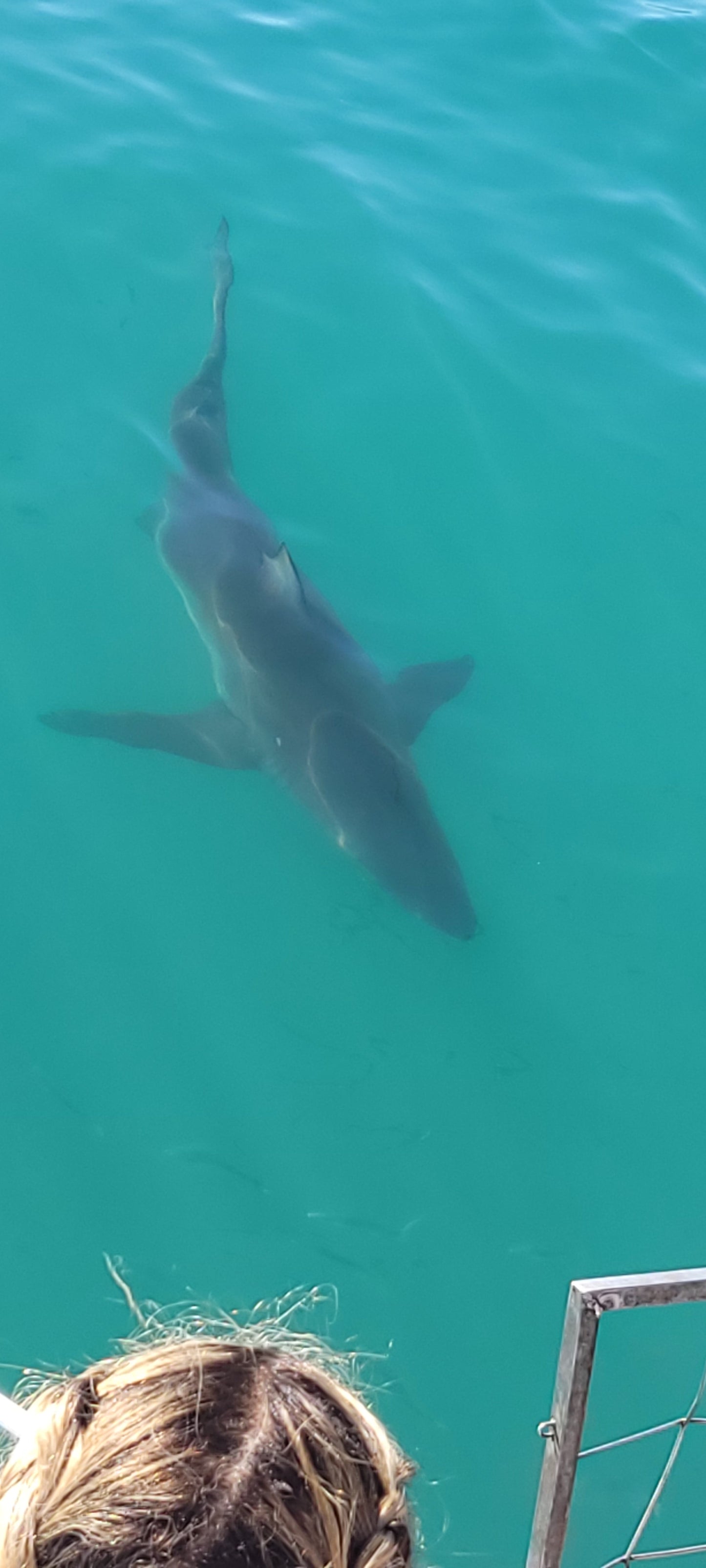 Dive with Sharks at Gansbaai