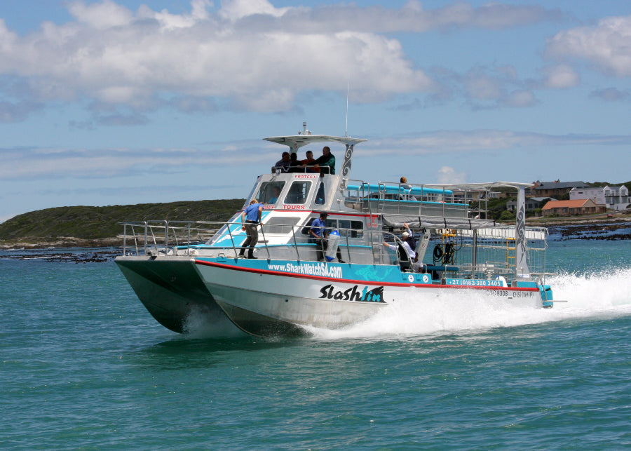 Dive with Sharks at Gansbaai