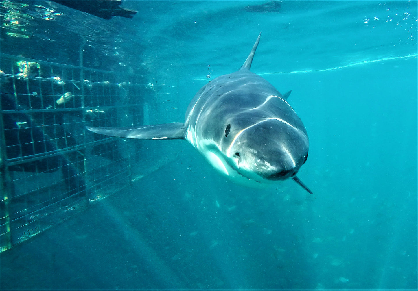 Dive with Sharks at Gansbaai